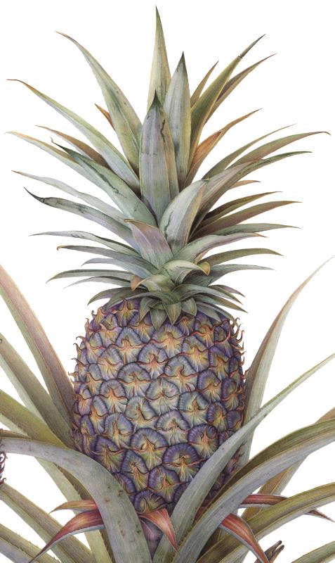 Ananas comosus - Cayenne Pineapple 